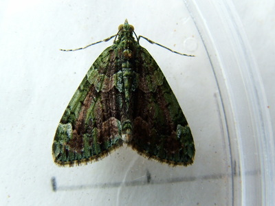 Red-green Carpet